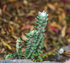 Lasiocephalus ovatus