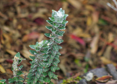 Lasiocephalus ovatus