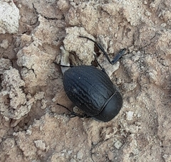 Eusattus reticulatus