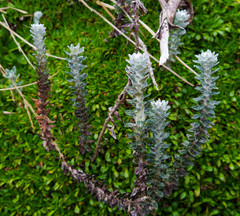 Lasiocephalus ovatus