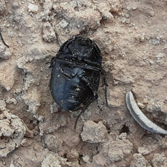 Eusattus reticulatus