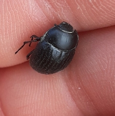 Eusattus reticulatus