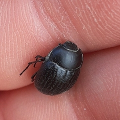 Eusattus reticulatus