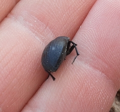 Eusattus reticulatus