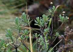 Linochilus rupestris