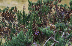 Diplostephium hartwegii