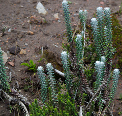 Lasiocephalus ovatus