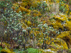 Linochilus rupestris