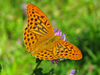 Silver-washed Fritillary - Photo (c) frahome, some rights reserved (CC BY-NC), uploaded by frahome