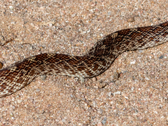Pituophis catenifer
