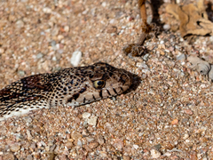 Pituophis catenifer