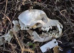 Canis familiaris