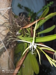 Epidendrum ciliare