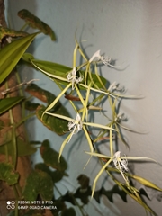 Epidendrum ciliare