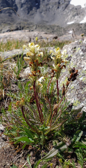 Pedicularis parryi