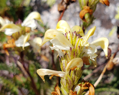 Pedicularis parryi