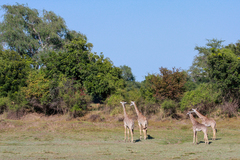 Giraffa camelopardalis thornicrofti