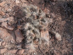 Opuntia polyacantha erinacea