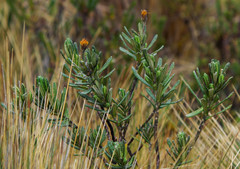 Linochilus rupestris