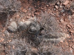 Opuntia polyacantha erinacea