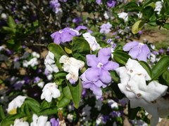 Brunfelsia uniflora