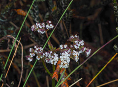 Valeriana adscendens