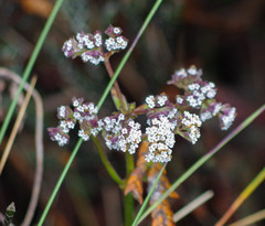 Valeriana adscendens