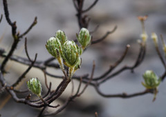 Linochilus rupestris
