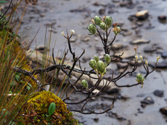 Linochilus rupestris