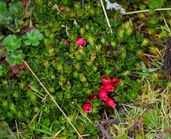 Disterigma empetrifolium