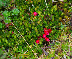 Disterigma empetrifolium