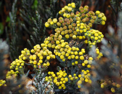 Monticalia andicola