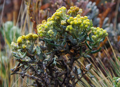 Monticalia andicola