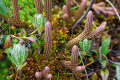 Phlegmariurus crassus