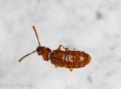 Carcinocephalus flavidus