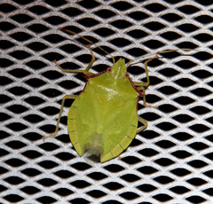 Chlorocoris distinctus