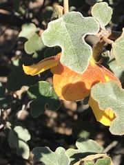 Fremontodendron decumbens