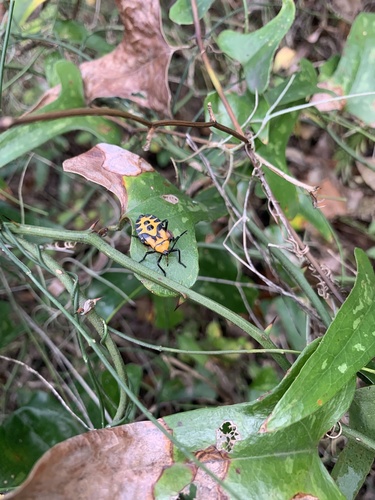 Giant Milkweed Bug photo 2