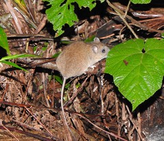 Melomys cervinipes