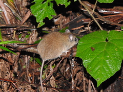 Melomys cervinipes