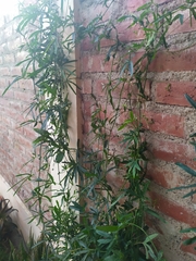 Passiflora caerulea