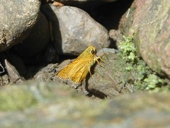 Cephrenes trichopepla