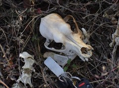 Canis familiaris