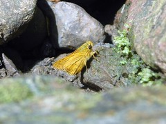 Cephrenes trichopepla