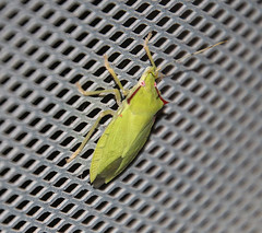 Chlorocoris distinctus