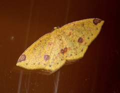Periclina apricaria