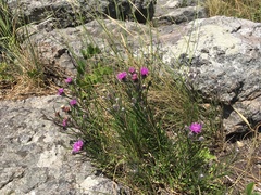 Lessingianthus plantaginodes