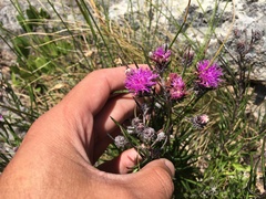 Lessingianthus plantaginodes
