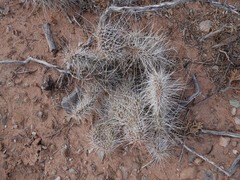 Opuntia polyacantha erinacea
