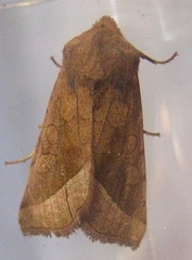 Hydraecia perobliqua